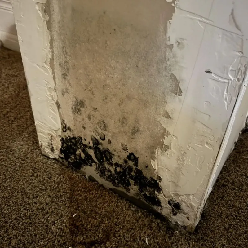 Professional Mold Removal in Cleburne County, AL